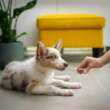 The Power of Pets: How They Contribute to Your General Well-Being