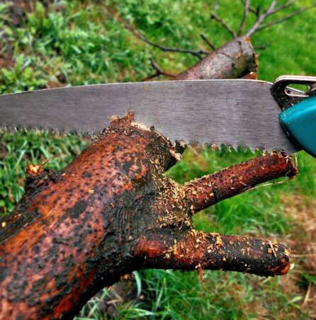 tree trimming