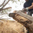 Is It Time to Remove a Tree from Your Yard? These 5 Signs Will Tell You