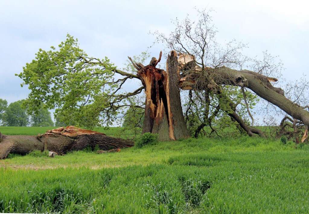 storm damage