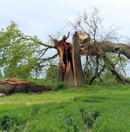 storm damage