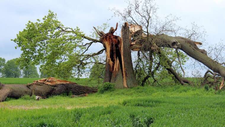 storm damage